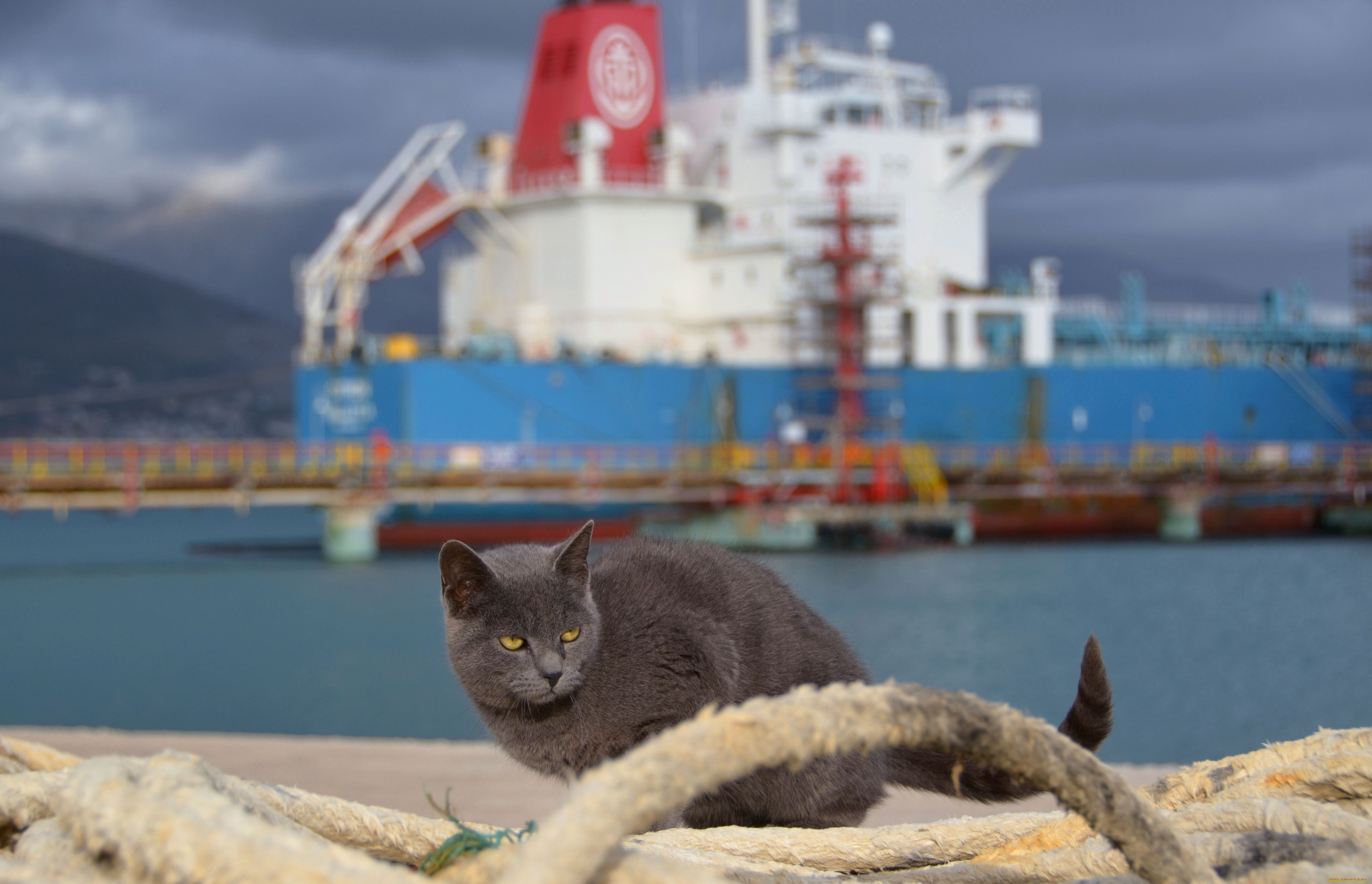 , , cat